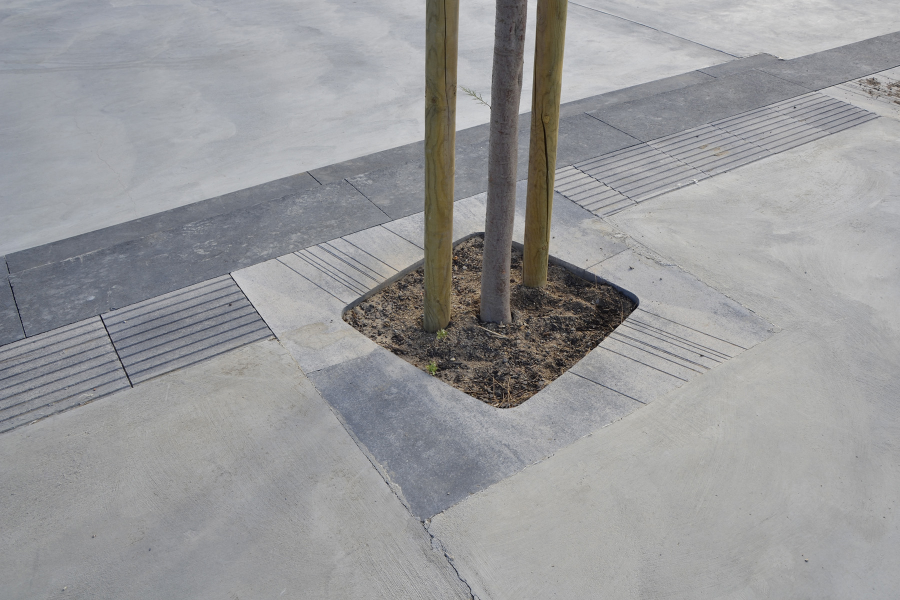 8-Tree-port-ceniza-estartit-girona-breinco