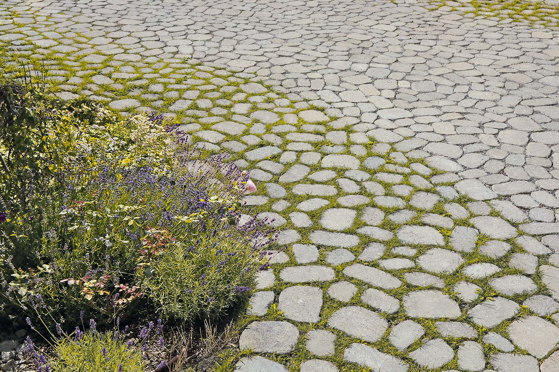 9-arena-tegula-breinco
