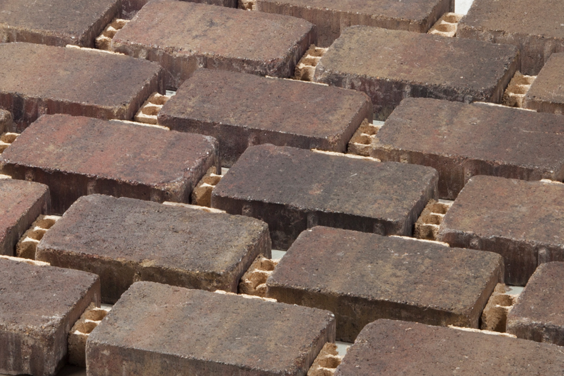 Rasen_Mohr_detall (1)