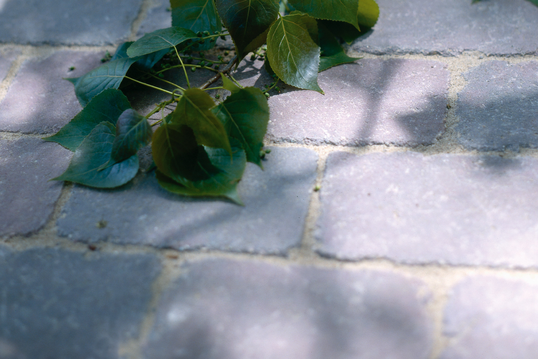 Tegula-tec-contract-marfil-arena-clinicacreublanca-barcelona