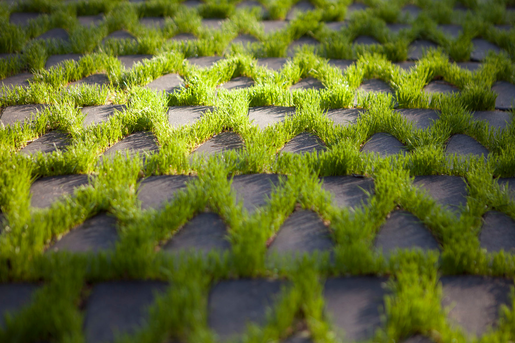 kodole-colocacion-detail