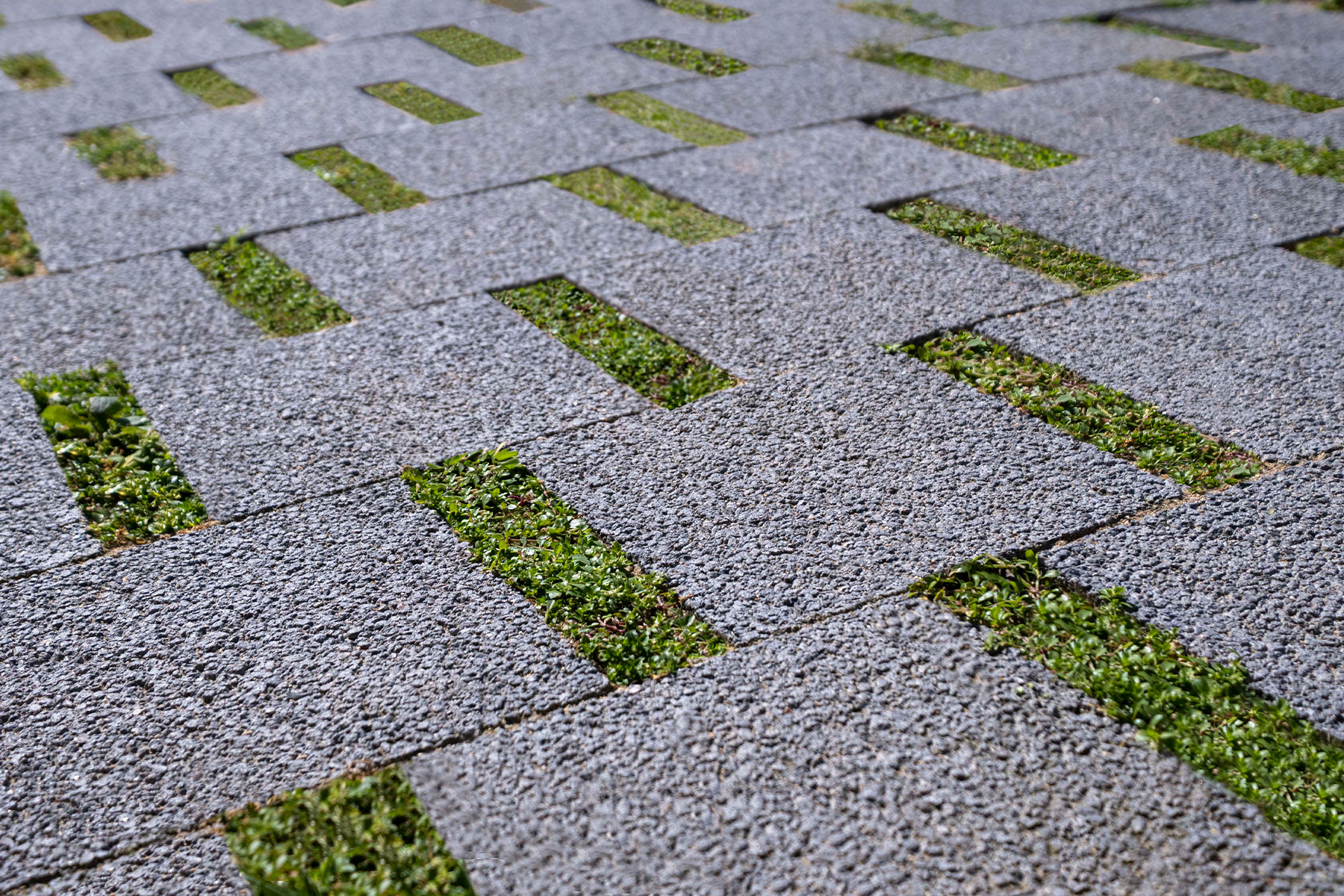 rasen-mohr-detail-viladecans