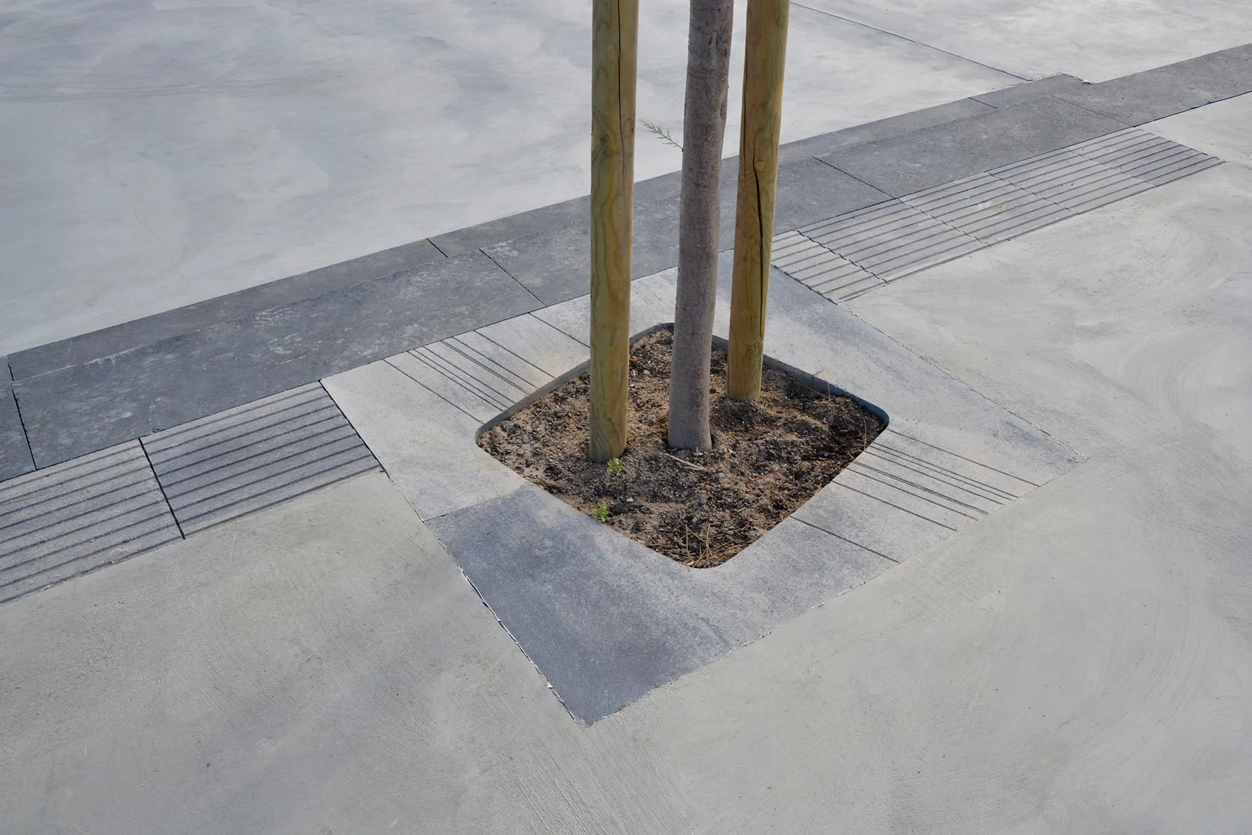 8-Tree-port-ceniza-estartit-girona-breinco 1