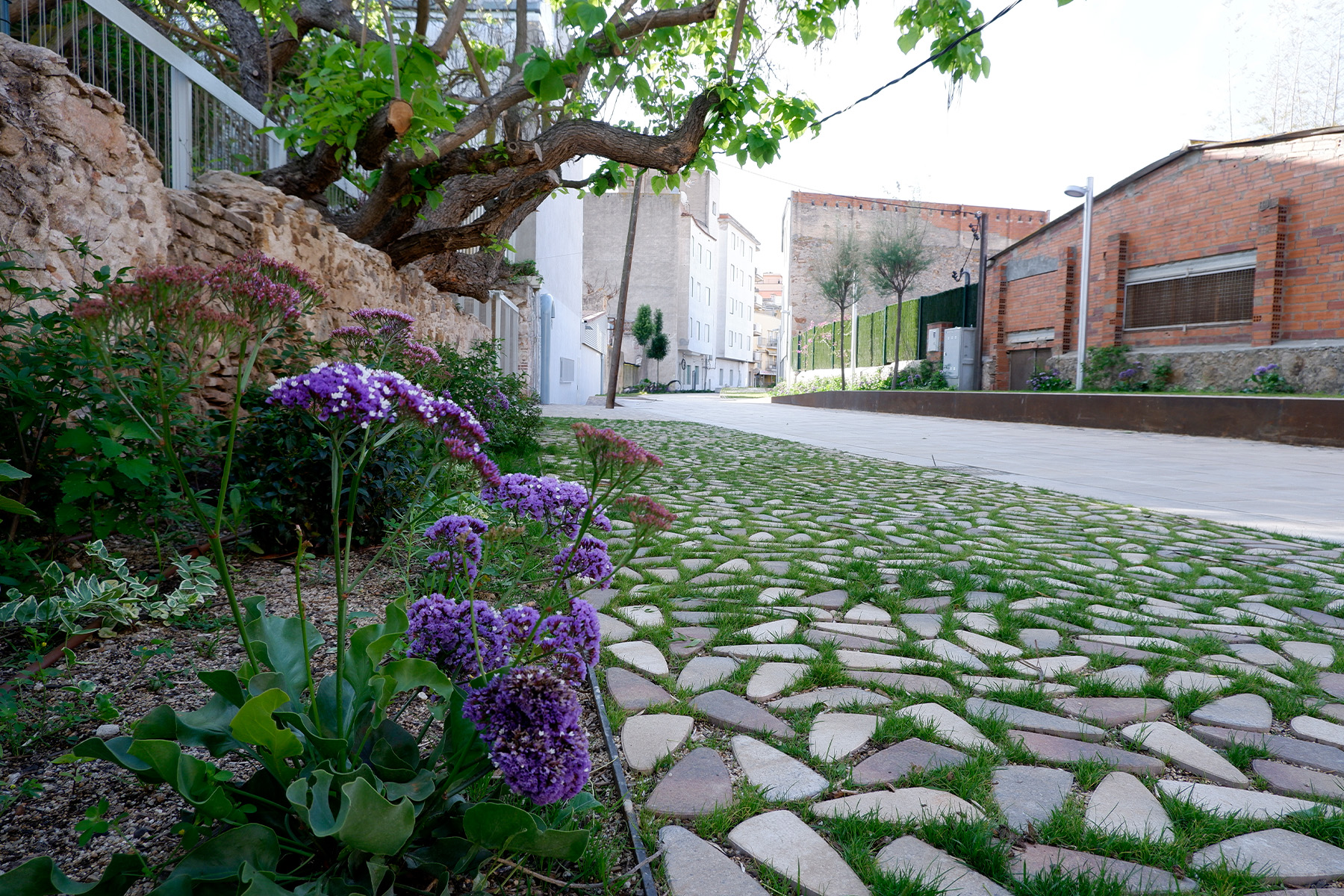 kodole-riera-sants-amants-sant-feliu-de-guixols