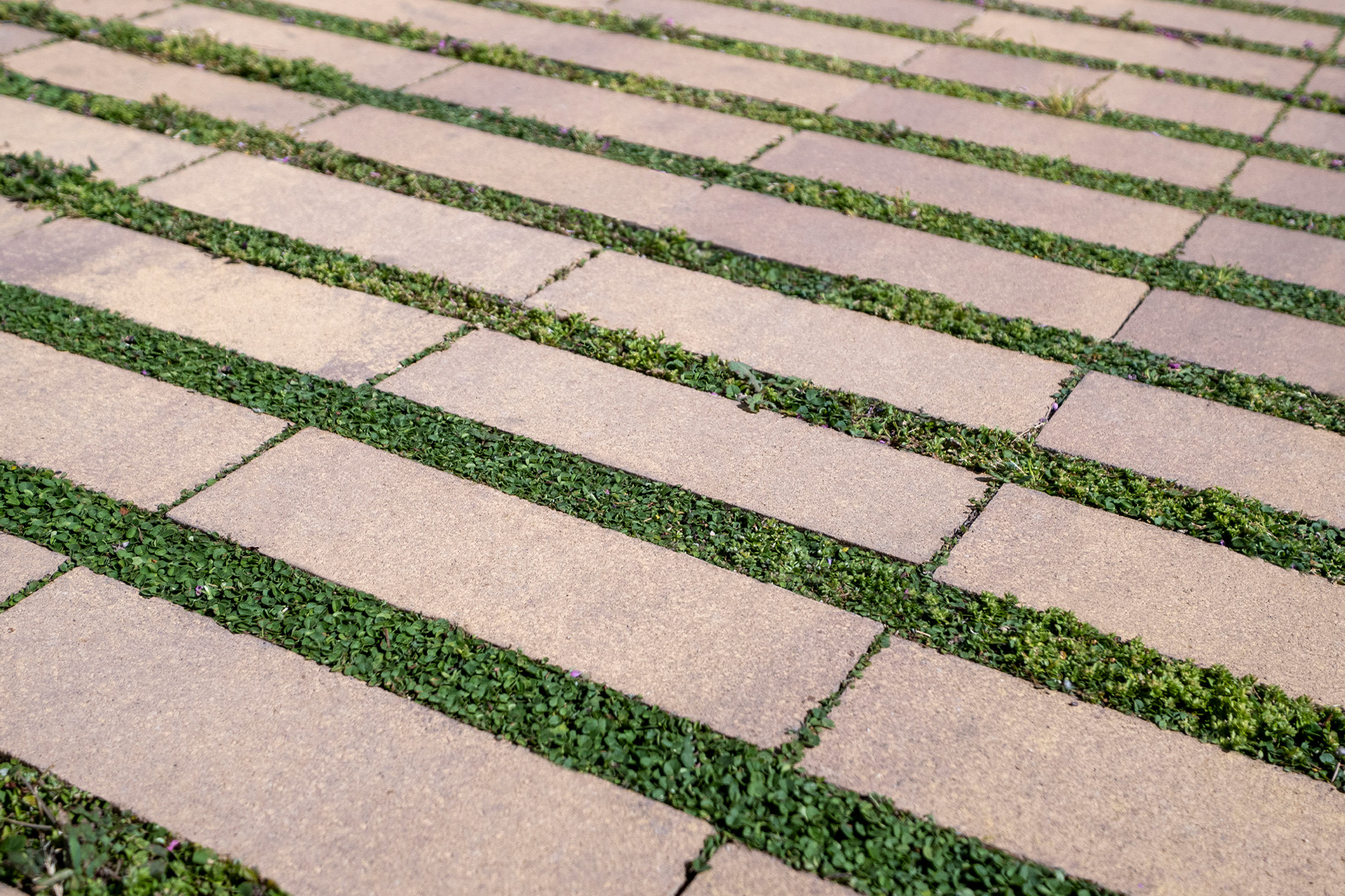 rasen-mohr-sant-joan-despi-barcelona-breino